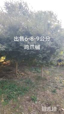 8公分鸡爪槭