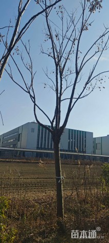 18公分黄山栾树