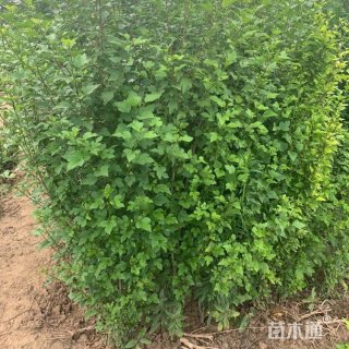 高度180厘米丛生木槿