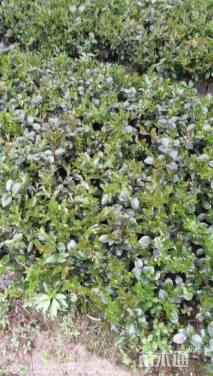 高度25厘米茶梅小苗