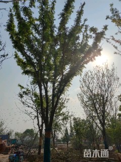 15公分丛生朴树