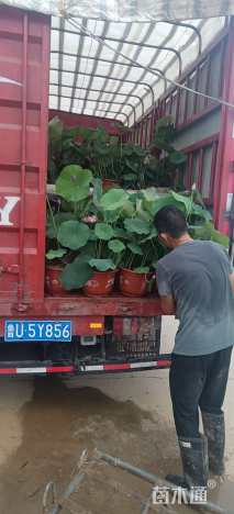 高度40厘米荷花