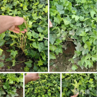 40厘米精品常春藤