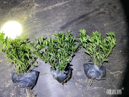 高度25厘米小叶栀子