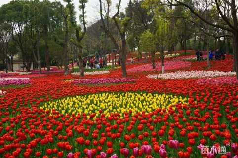 高度24厘米郁金香