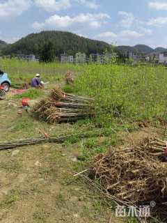 1公分银杏