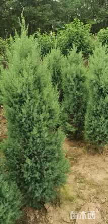高度400厘米桧柏