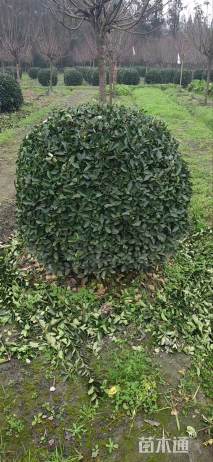 高度150厘米万年青球