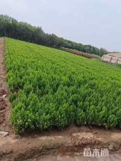 高度30厘米小叶黄杨