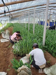 高度30厘米再力花