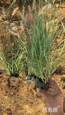 高度20厘米狼尾草