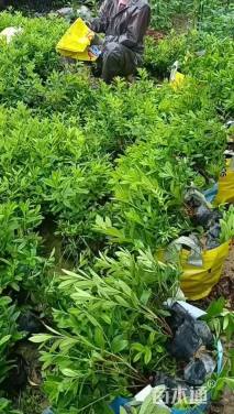 高度25厘米毛鹃