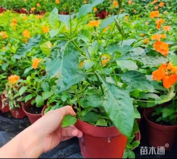 高度20厘米鸟尾花