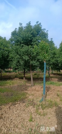 14公分香樟