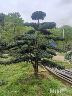 移栽苗造型罗汉松