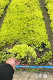 高度20厘米佛甲草