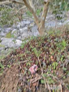 高度170厘米茶梅