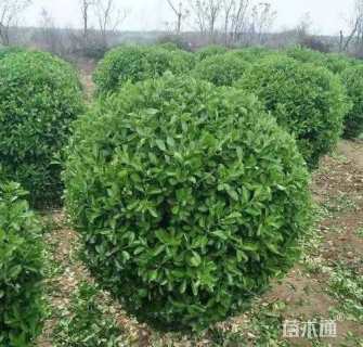 冠幅120厘米卫矛球