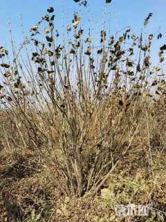 高度180厘米丛生丁香