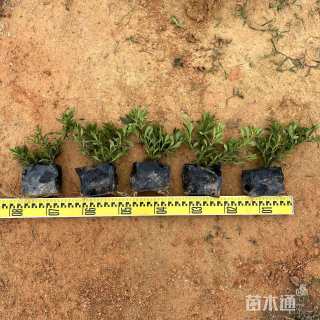 高度20厘米小叶栀子