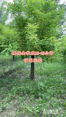 12公分矮接金枝槐