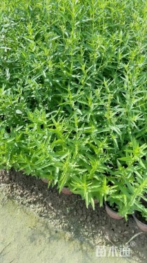 高度30厘米千屈菜
