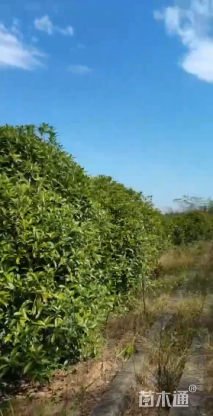 10公分丹桂