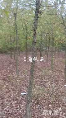 4公分三角枫