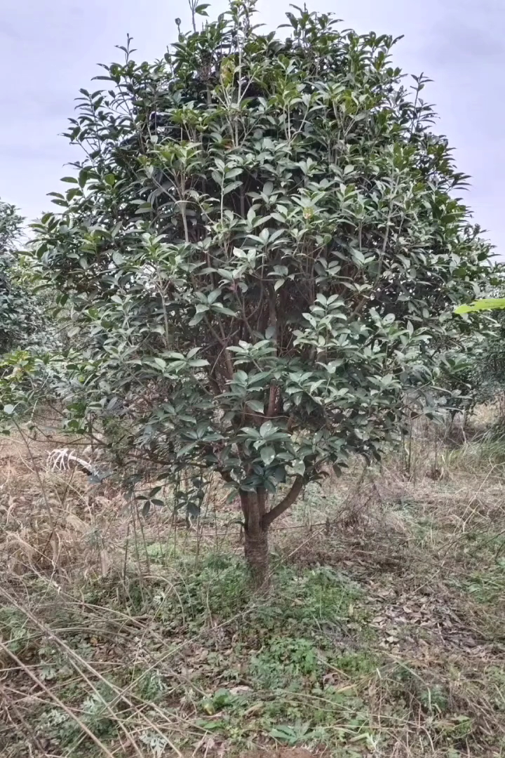 8公分桂花