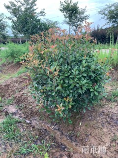 冠幅150厘米红叶石楠球