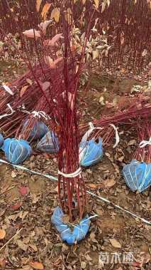 高度2厘米红瑞木