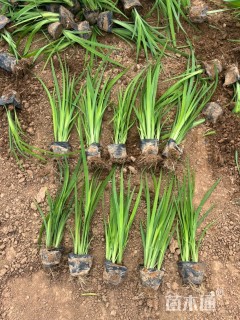 高度30厘米水生鸢尾