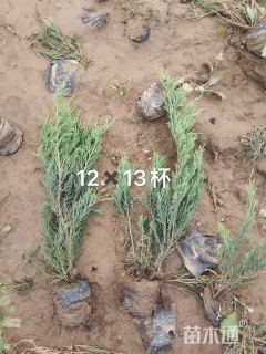 高度50厘米沙地柏