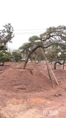 高度260厘米古松