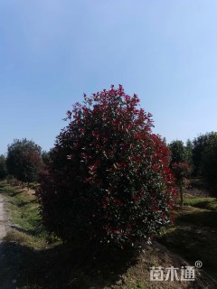 高度300厘米丛生红叶石楠