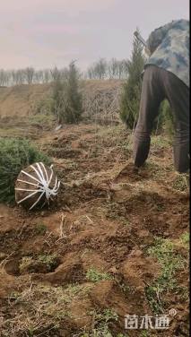 高度150厘米塔柏