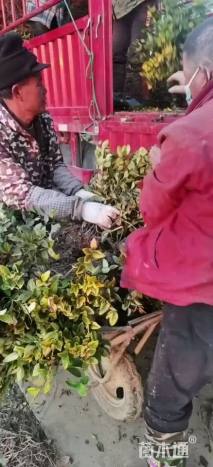高度40厘米龟甲冬青