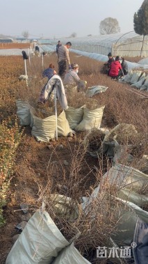 高度45厘米平枝栒子