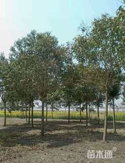 18公分大叶女贞