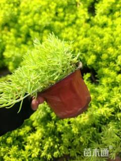 高度10厘米金叶佛甲草