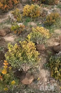 高度70厘米瓜子黄杨