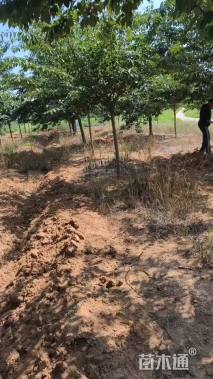 15公分染井吉野樱