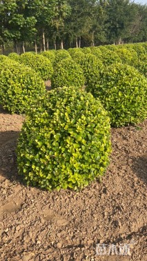 冠幅60厘米卫矛球