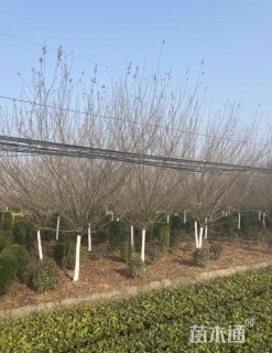 15公分垂丝海棠