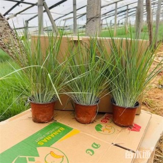 高度35厘米坡地毛冠草