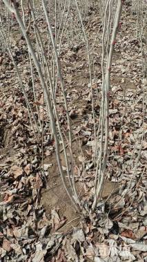 高度200厘米丛生紫荆