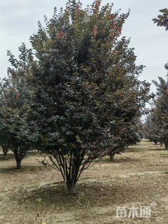 高度550厘米丛生紫叶李