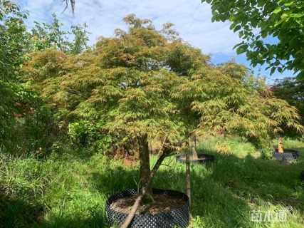 高度250厘米羽毛枫