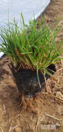 高度20厘米青绿苔草
