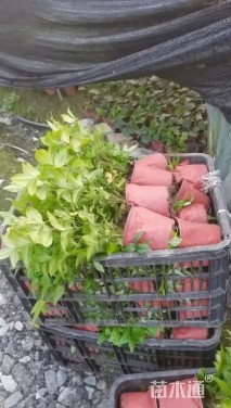 高度20厘米南天竹